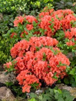 Rhododendron obtusum Geisha orange C 2 15-20