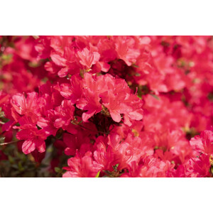 Rhododendron obtusum Hino-crimson C 2 15-20