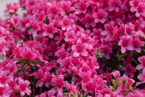 Rhododendron obtusum Michiko C 2 15-20