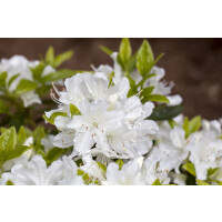 Rhododendron obtusum Palestrina C 2 15-20