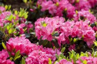 Rhododendron obtusum Canzonetta III C 2 20- 25