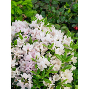 Rhododendron keleticum Robert Seleger C 2 20-25