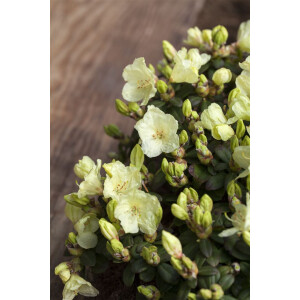 Rhododendron ludlowii Wren C 2 20-25
