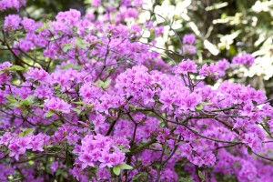 Rhododendron Praecox C 2 20-25