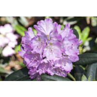 Rhododendron Snipe C 2 20-25
