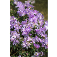Rhododendron impeditum Blaue Mauritius C 2 25-30