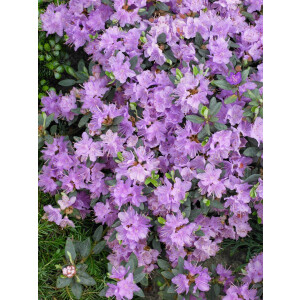 Rhododendron impeditum Ramapo C 2 25-30