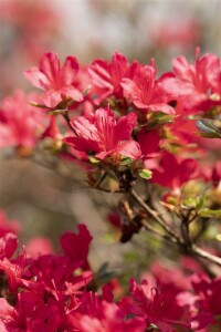 Rhododendron obtusum Hino-crimson C 2 20-25