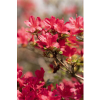 Rhododendron obtusum Hino-crimson C 2 20-25