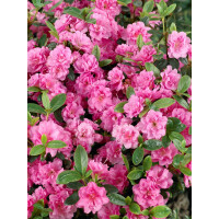 Rhododendron obtusum Rosebud C 2 20-25