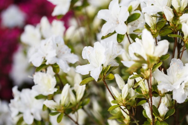 Rhododendron obtusum Feenkissen  -R- C 2 20-25