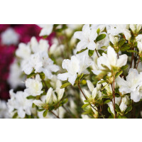Rhododendron obtusum Feenkissen  -R- C 2 20-25