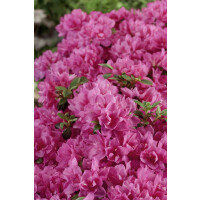 Rhododendron obtusum Petticoat C 2 20- 25