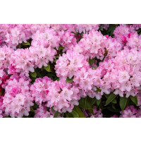 Rhododendron yakushimanum Tina Heinje I C 4 20- 25