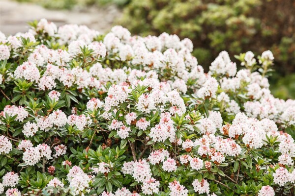 Rhododendron micranthum Bloombux  -R- C 2 20-25