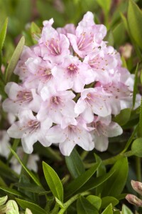 Rhododendron micranthum Bloombux  -R- C 2 20-25