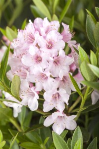 Rhododendron micranthum Bloombux  -R- C 2 20-25