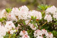 Rhododendron micranthum Bloombux  -R- C 2 20-25