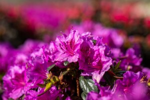 Rhododendron obtusum  Königstein C 5 30-40