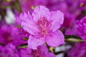 Rhododendron obtusum  Königstein C 5 30-40