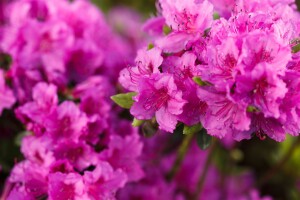 Rhododendron obtusum  Königstein C 5 30-40