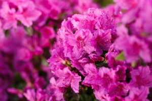 Rhododendron obtusum  Königstein C 5 30-40