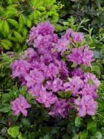 Rhododendron obtusum  Königstein C 5 30-40