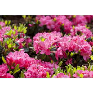 Rhododendron obtusum “Canzonetta” III C 5 30-40