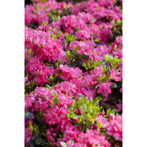 Rhododendron obtusum “Canzonetta” III C 5 30-40
