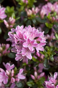 Rhododendron obtusum “Kermesina Rose” II C 5 30-40