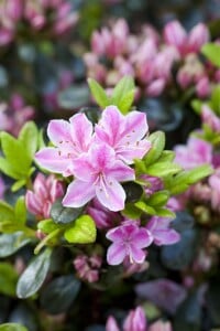 Rhododendron obtusum “Kermesina Rose” II C 5 30-40