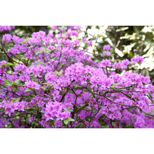 Rhododendron praecox C 5 30-40