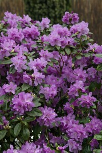 Rhododendron praecox C 5 30-40