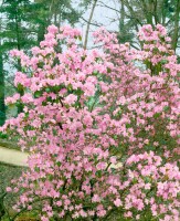 Rhododendron praecox C 5 30-40