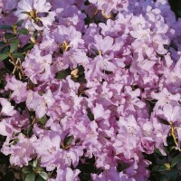 Rhododendron praecox C 5 30-40