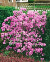 Rhododendron praecox C 5 30-40