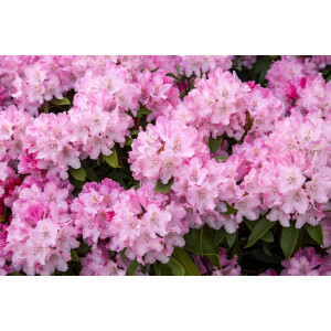 Rhododendron yakushimanum Tina Heinje I C 4 25- 30
