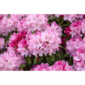 Rhododendron yakushimanum Tina Heinje I C 4 25- 30