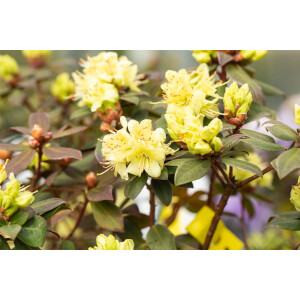 Rhododendron hanceanum Princess Anne C 5 30-40
