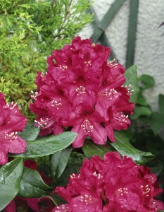 Rhododendron Hybride Nova Zembla II C 5 30-  40