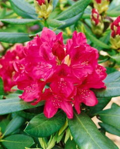 Rhododendron Hybride Nova Zembla II C 5 30-  40