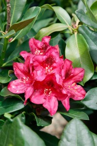 Rhododendron Hybride Nova Zembla II C 5 30-  40