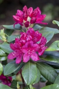 Rhododendron Hybride Nova Zembla II C 5 30-  40