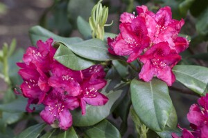 Rhododendron Hybride Nova Zembla II C 5 30-  40