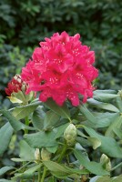 Rhododendron Hybride Nova Zembla II C 5 30-  40