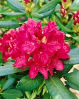 Rhododendron Hybride Nova Zembla II C 5 30-  40