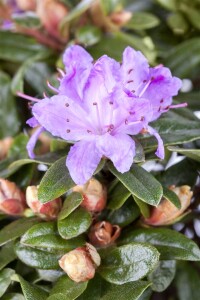 Rhododendron impeditum Blue Tit mB 25- 30