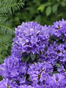 Rhododendron impeditum Blue Tit mB 25- 30