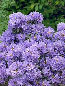 Rhododendron impeditum Blue Tit mB 25- 30