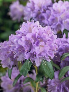 Rhododendron impeditum Blue Tit mB 25- 30